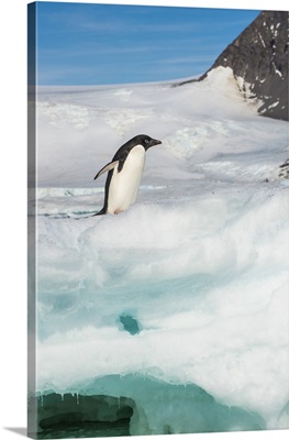 Adelie penguin colony in Hope Bay, Antarctica
