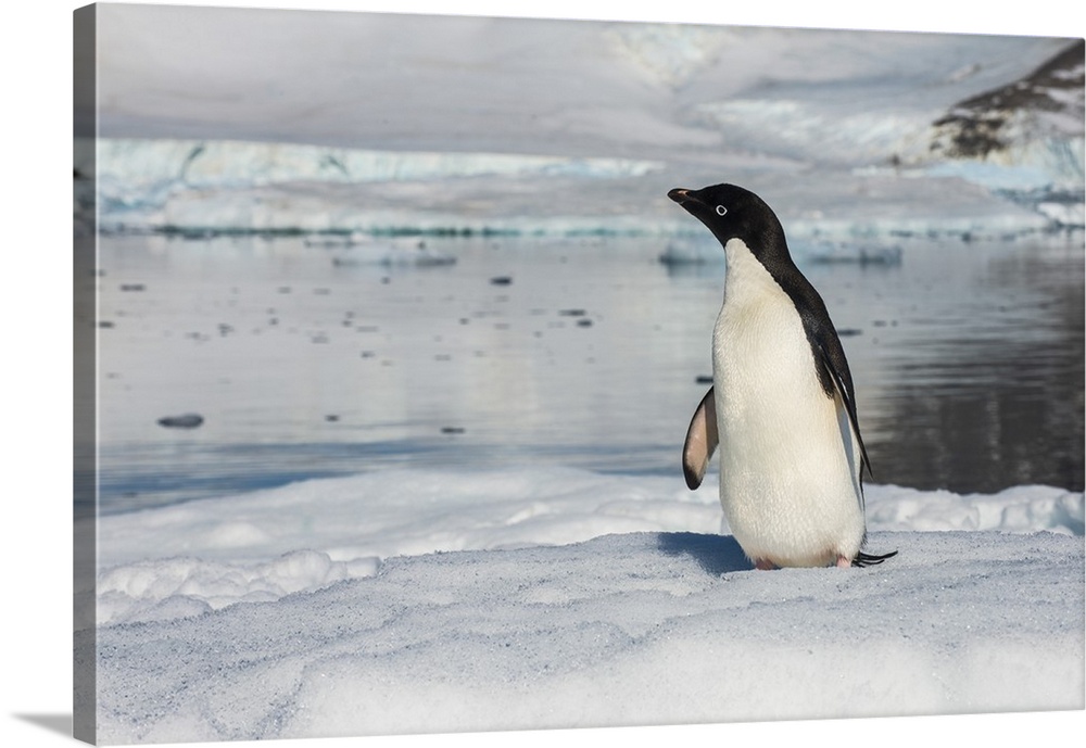 Adelie penguin (Pygoscelis adeliae) colony in Hope Bay, Antarctica, Polar Regions
