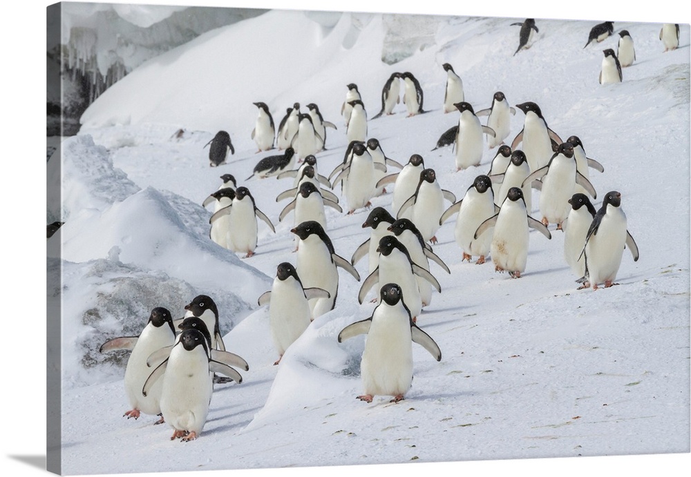 Adelie penguins (Pygoscelis adeliae), at breeding colony at Brown Bluff on the eastern side of the Antarctic Peninsula, An...