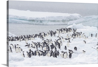 Adelie Penguins, In Snow Storm At Breeding Colony At Brown Bluff, Antarctica