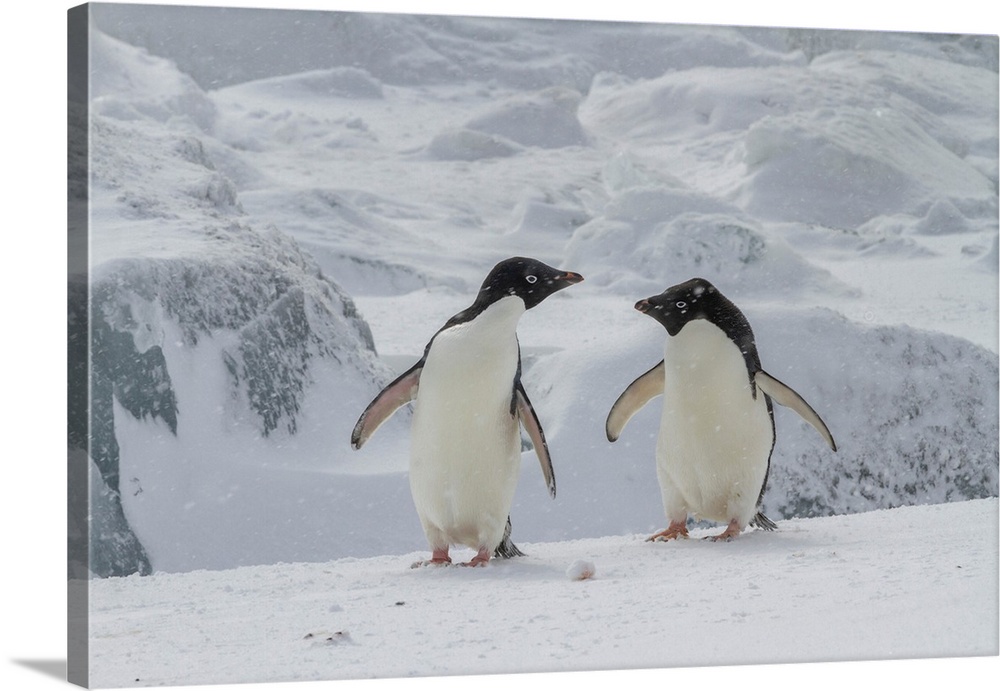 Adelie penguins (Pygoscelis adeliae), in snow storm at breeding colony at Brown Bluff, Antarctic Peninsula, Antarctica, Po...