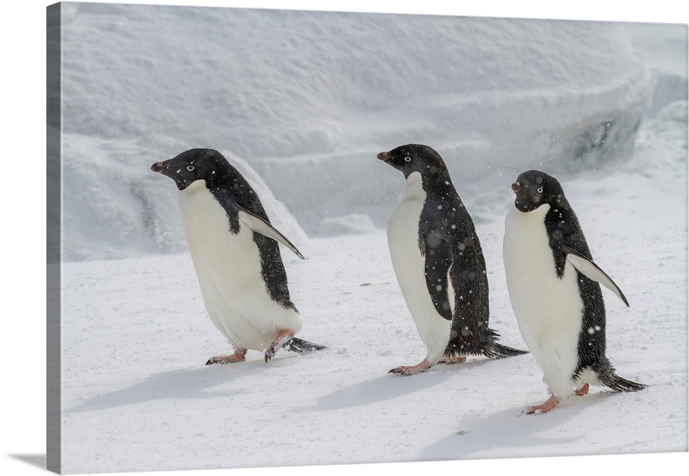 Adelie penguins (Pygoscelis adeliae), in snow storm at breeding colony at Brown Bluff, Antarctic Peninsula, Antarctica, Po...