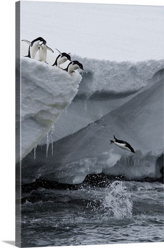 Adelie penguins, Port Martin, Antarctica, Polar Regions Wall Art ...