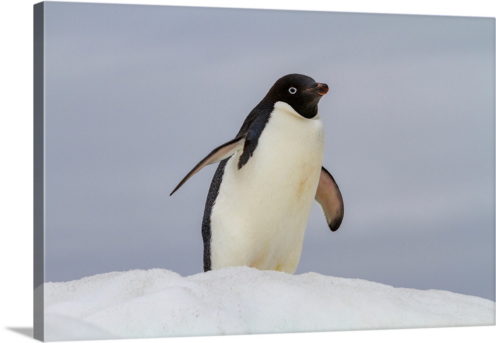 Adult Adelie penguin (Pygoscelis adeliae), on ice at Booth Island, Antarctica, Polar Regions