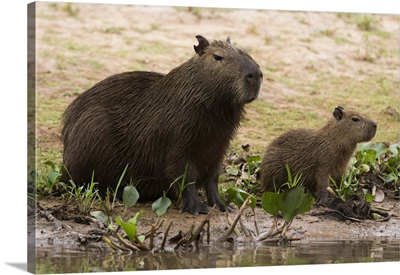 Adult and young capybara on Cuiaba River bank, Pantanal, Mato Grosso, Brazil