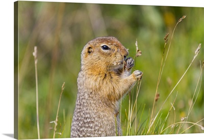 Adult Arctic Ground Squirrel Foraging In Denali National Park, Alaska