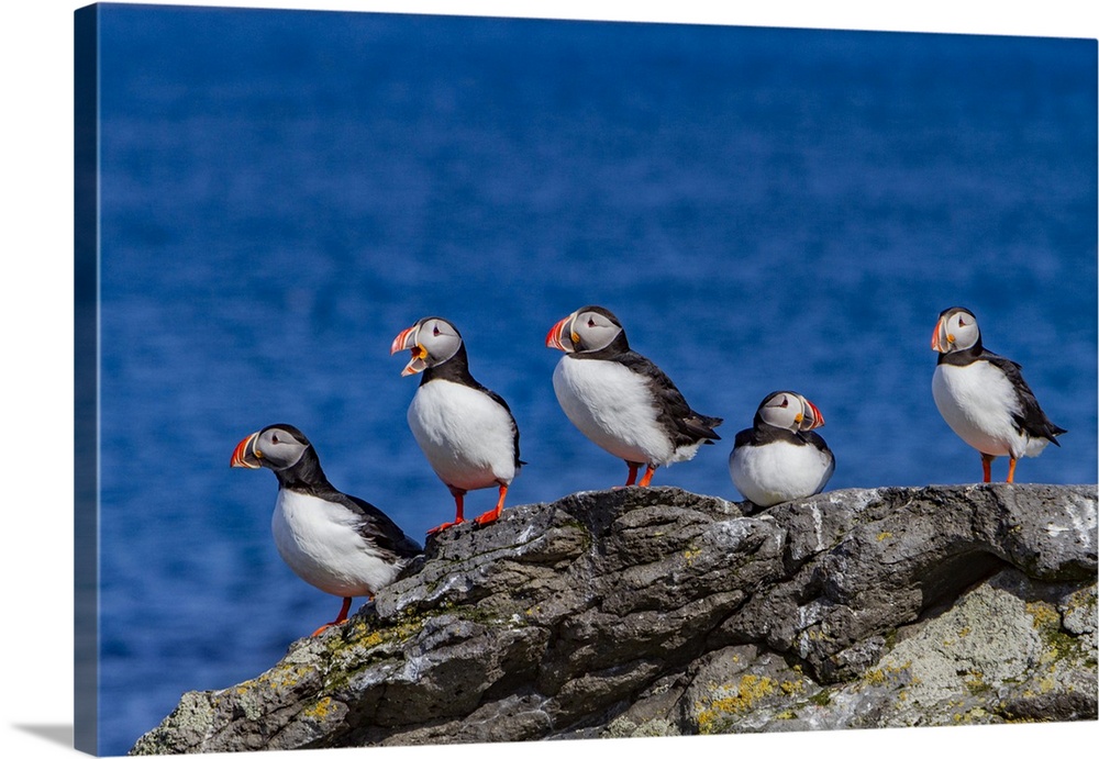 Adult Atlantin puffin (Fratercula arctica) during breeding season, Isfjardardjup, Westfjords region, Northwestern Iceland