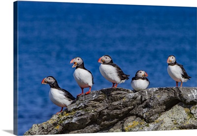 Adult Atlantin Puffin During Breeding Season, Iceland