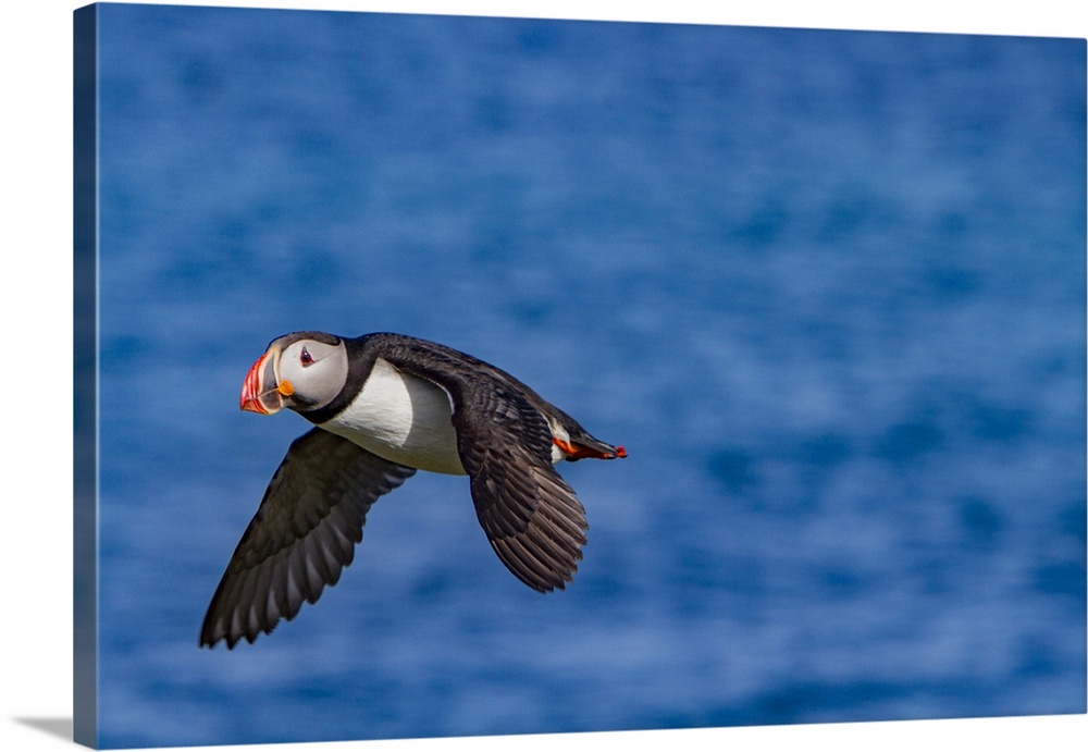 Adult Atlantin puffin (Fratercula arctica) during breeding season, Isfjardardjup, Westfjords region, Northwestern Iceland