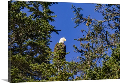 Adult Bald Eagle (Haliaeetus Leucocephalus) Perched In Sitka Spruce Tree, Alaska