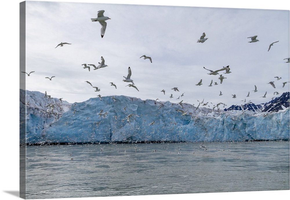 Adult black-legged kittiwakes (Rissa tridactyla) feeding at the base of a glacier in the Svalbard Archipelago, Norway, Arc...