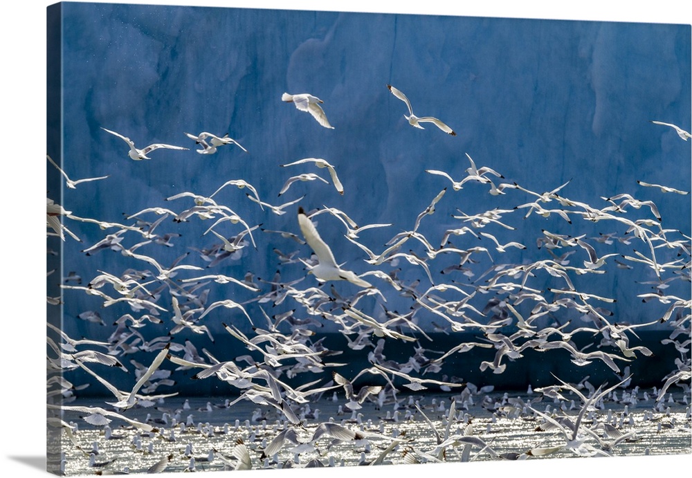 Adult black-legged kittiwakes (Rissa tridactyla) feeding at the base of a glacier in the Svalbard Archipelago, Norway, Arc...