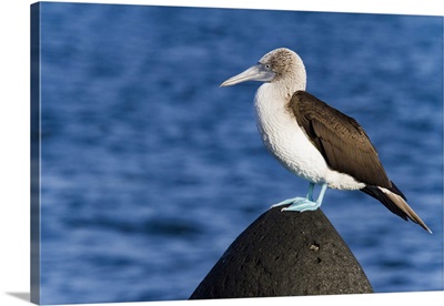 Adult Blue-Footed Booby In The Galapagos Island Archipelago, Ecuador
