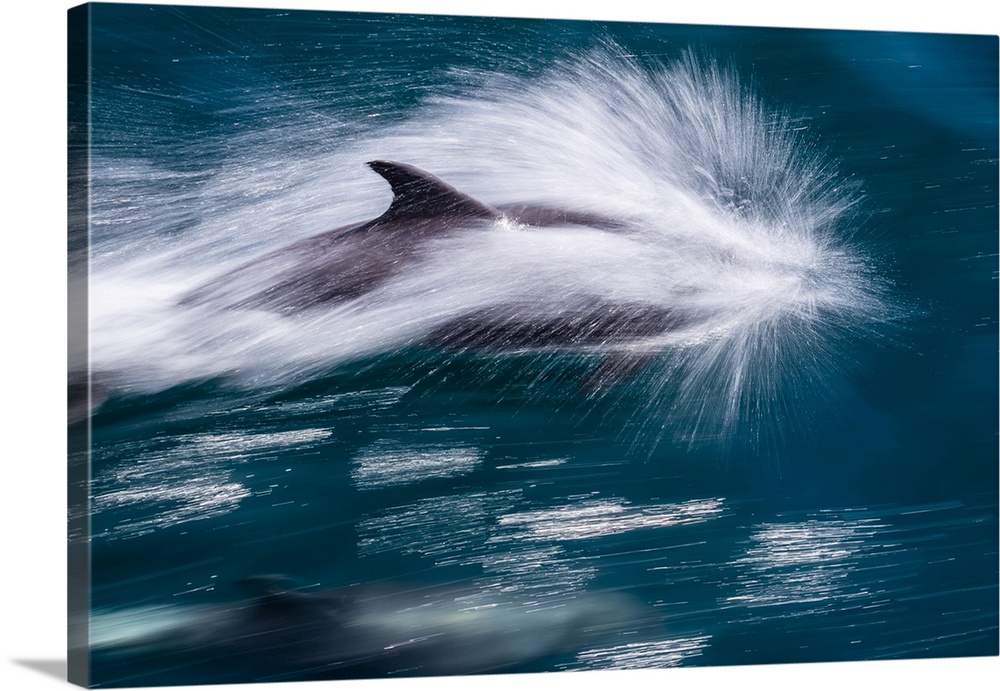 Adult bottlenose dolphin (Tursiops truncatus), motion blur image off Isla San Pedro Martir, Baja California Norte, Mexico,...
