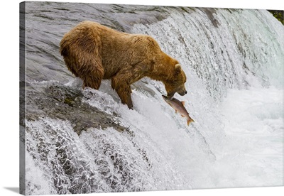 Adult Brown Bear Foraging For Salmon At The Brooks River, Katmai National Park, Alaska
