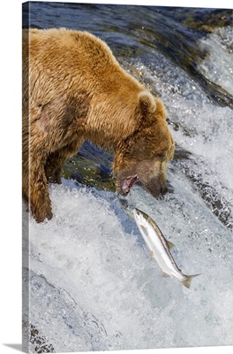Adult Brown Bear Foraging For Salmon At The Brooks River, Katmai National Park, Alaska