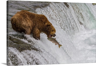 Adult Brown Bear Foraging For Salmon At The Brooks River, Katmai National Park, Alaska