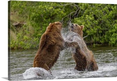 Adult Brown Bears Fishing For Salmon At The Brooks River, Katmai National Park, Alaska