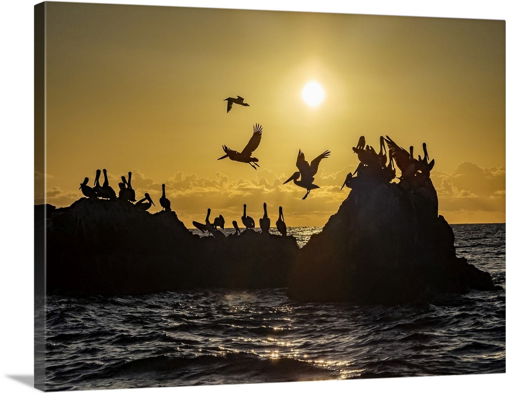 Adult brown pelicans (Pelecanus occidentalis), on a small islet near Isla San Marcos, Baja California, Mexico, North America