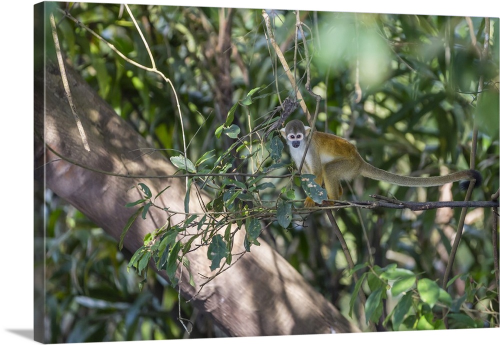 Adult common squirrel monkey (Saimiri sciureus), in the Pacaya-Samiria Nature Reserve, Loreto, Peru, South America