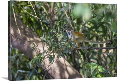 Adult common squirrel monkeyin the Pacaya-Samiria Nature Reserve, Loreto, Peru