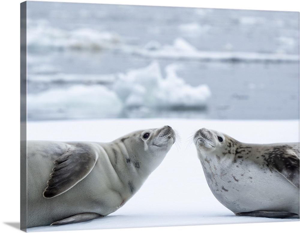 Adult crabeater seals (Lobodon carcinophaga), on ice in the Bellingshausen Sea, Antarctica, Polar Regions