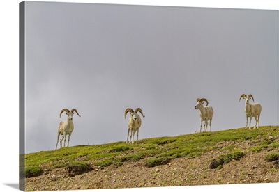 Adult Dall Sheep (Ovis Dalli) In Denali National Park, Alaska