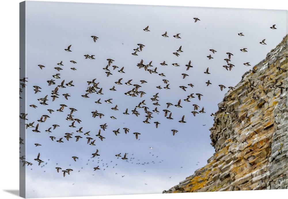 Adult dovekies (Little Auk) (Alle alle) in flight at Rubini Rock, Tikhaya Bay on Hooker Island in Franz Josef Land, Russia...