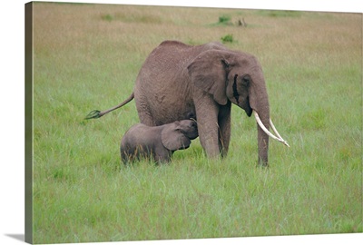 Adult elephant and calf, Masai Mara, Kenya, Africa