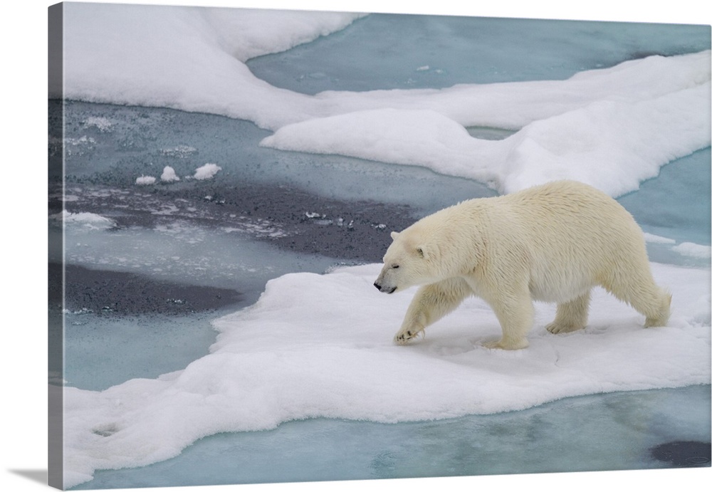 Adult female polar bear (Ursus maritimus) walking on multi-year ice floes in Franz Josef Land, Russia, Arctic Ocean, Eurasia