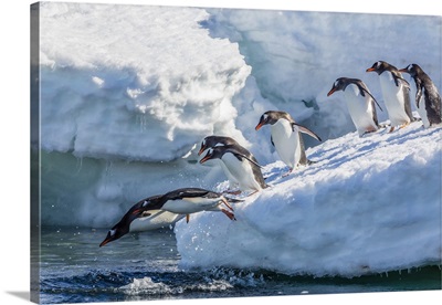 Adult Gentoo Penguins Leaping Into The Sea, Mickelson Harbor, Antarctica, Southern Ocean