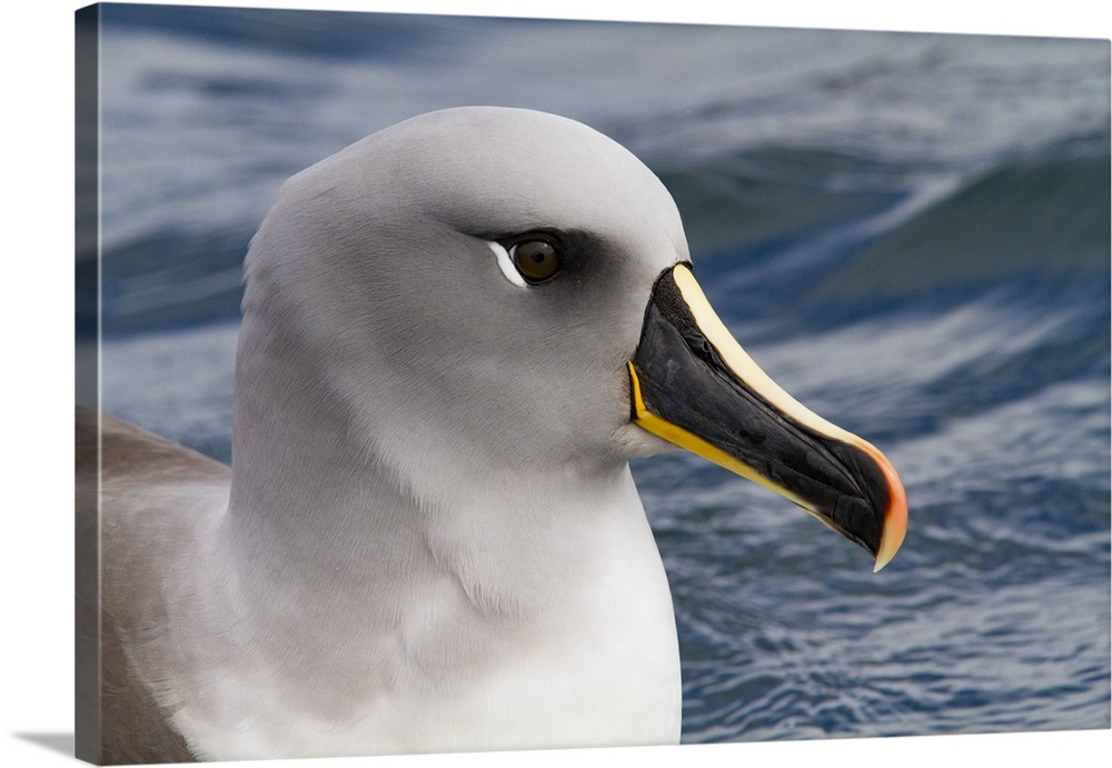 Adult Grey-headed Albatross (Thalassarche chrysostoma) resting on the sea at Elsehul, South Georgia