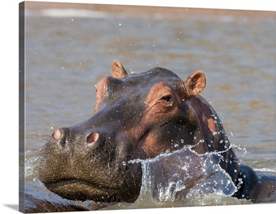 Adult Hippopotamus (Hippopotamus Amphibius), Bathing In Lake Kariba, Zimbabwe, Africa