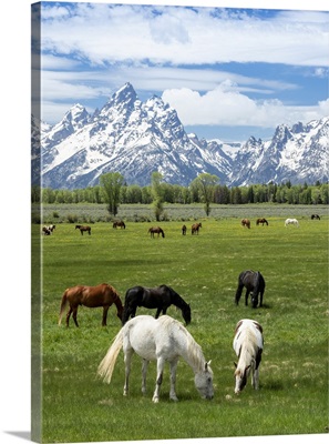 Adult Horses Grazing At The Foot Of The Grand Teton Mountains, Wyoming