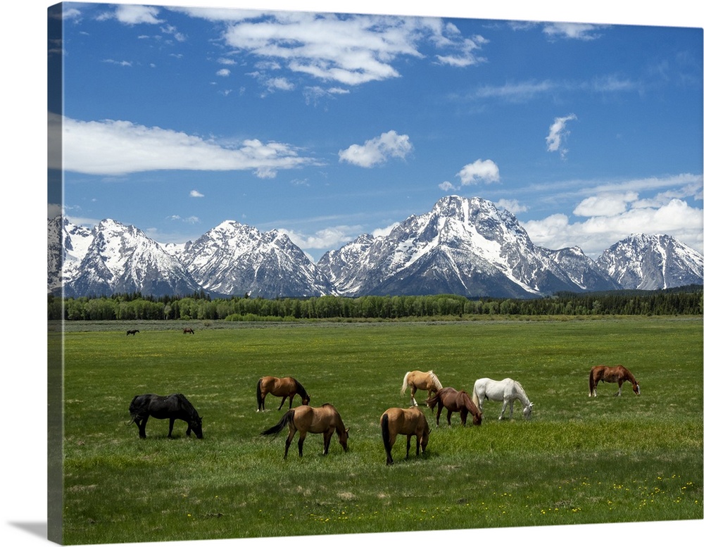 Adult horses (Equus ferus caballus), grazing at the foot of the Grand Teton Mountains, Wyoming, United States of America, ...