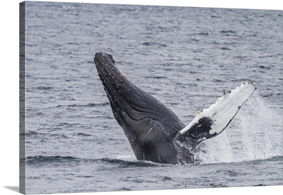 Adult Humpback Whale Breaching Along The West Side Of Chatham Strait In Alaska