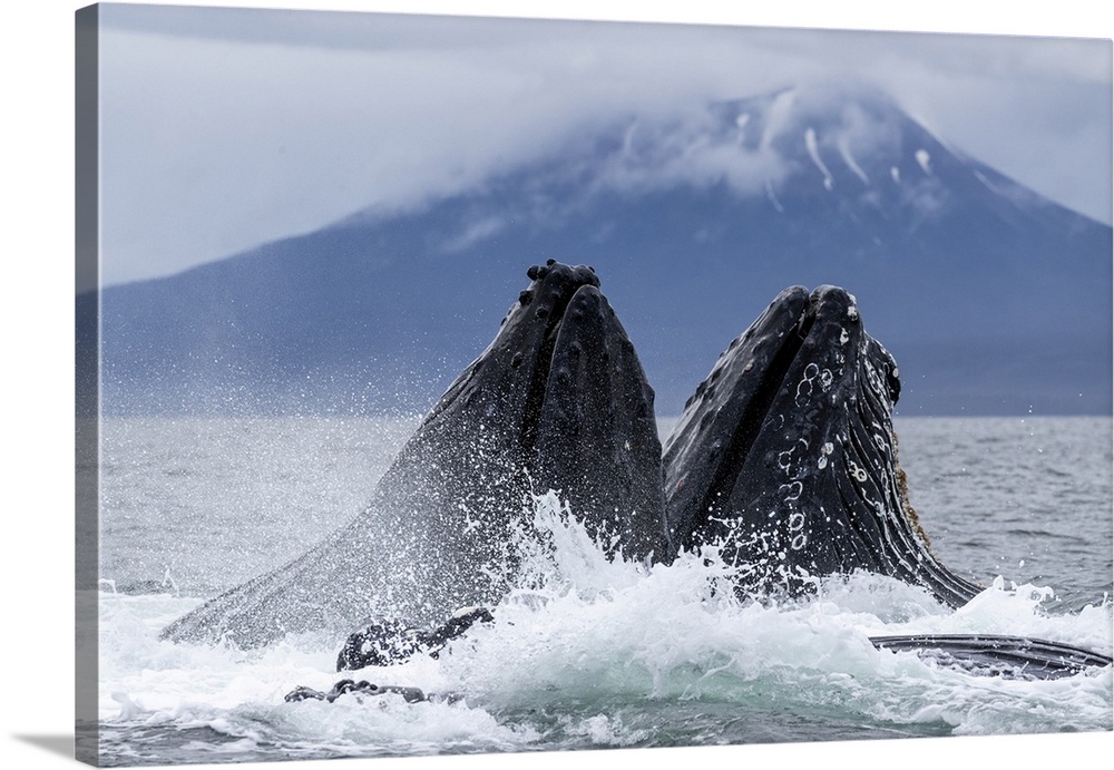 Adult humpback whales (Megaptera novaeangliae), bubble-net feeding in Sitka Sound, Southeast Alaska, United States of Amer...