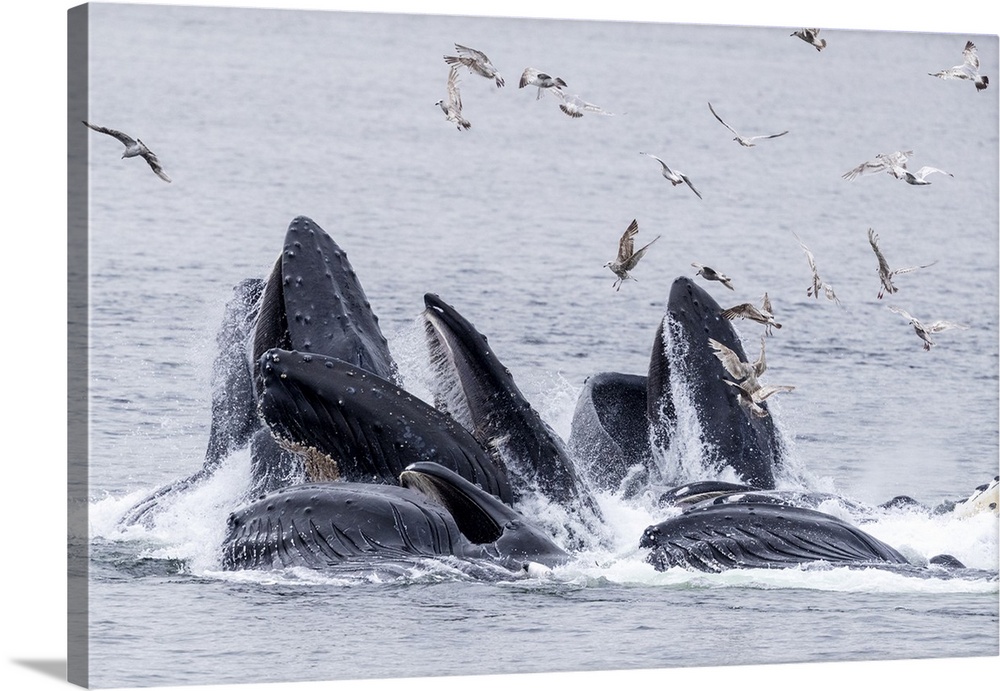 Adult humpback whales (Megaptera novaeangliae), bubble-net feeding near Morris Reef, Southeast Alaska, United States of Am...