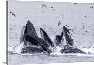 Adult Humpback Whales, Bubble-Net Feeding Near Morris Reef, Southeast Alaska