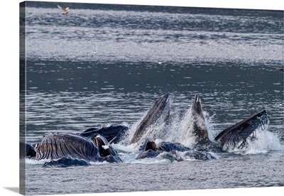 Adult Humpback Whales Co-Operatively Bubble-Net Feeding In Snow Pass, Alaska