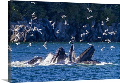 Adult Humpback Whales Co-Operatively Bubble-Net Feeding In Southeast Alaska