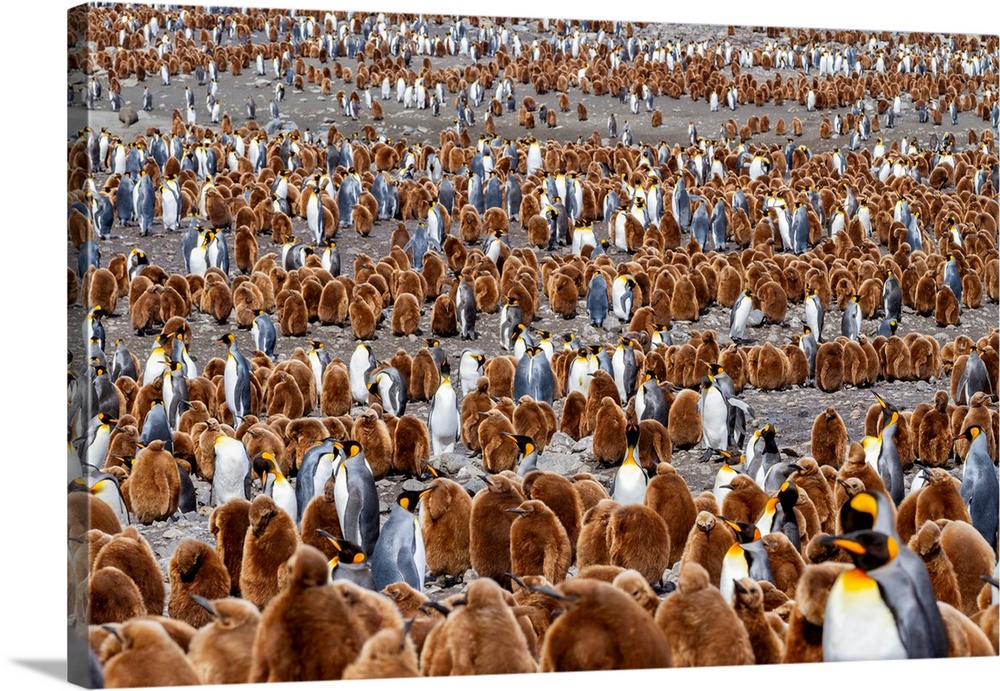 Adult king penguins (Aptenodytes patagonicus) amongst chicks at breeding colony at Gold Harbour, South Georgia Island, Pol...