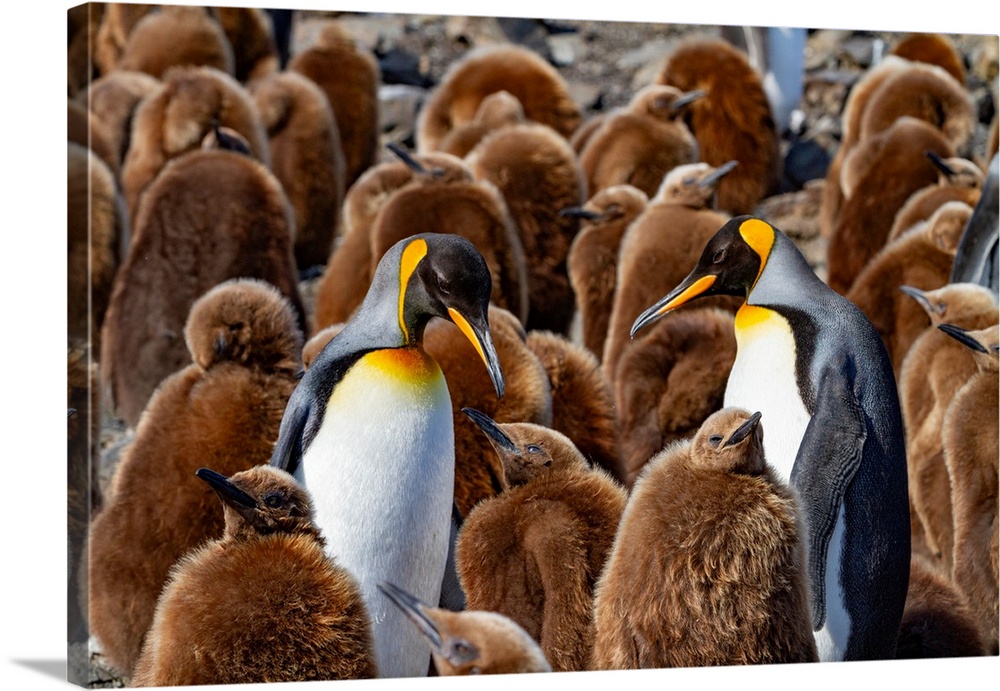 Adult king penguins (Aptenodytes patagonicus) amongst chicks (okum boys) at Salisbury Plain, South Georgia, Polar Regions