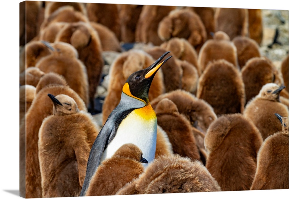Adult king penguins (Aptenodytes patagonicus) amongst chicks (okum boys) at Salisbury Plain, South Georgia, Polar Regions