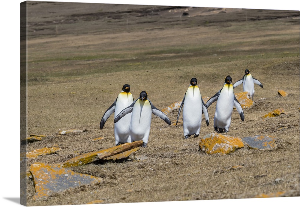 Adult king penguins (Aptenodytes patagonicus) on the grassy slopes of Saunders Island, Falkland islands, South America