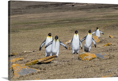 Adult king penguins on the grassy slopes of Saunders Island, Falkland islands