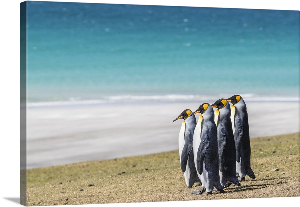 Adult king penguins (Aptenodytes patagonicus) on the grassy slopes of Saunders Island, Falkland Islands, South America