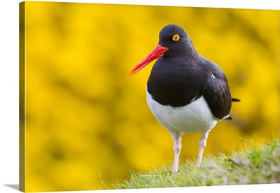 Adult Magellanic Oystercatcher On Carcass Island In The Falkland Islands
