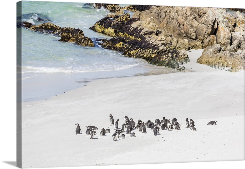 Adult Magellanic penguins (Spheniscus magellanicus) on the beach at Gypsy Cove, East Island, Falkland Islands, South America