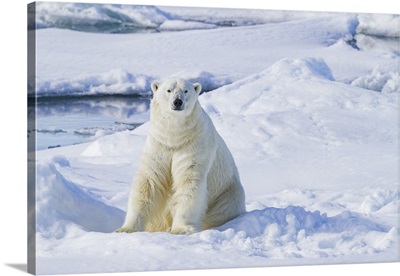 Adult Male Polar Bear Off The Eastern Coast Of Spitsbergen In The Svalbard, Norway